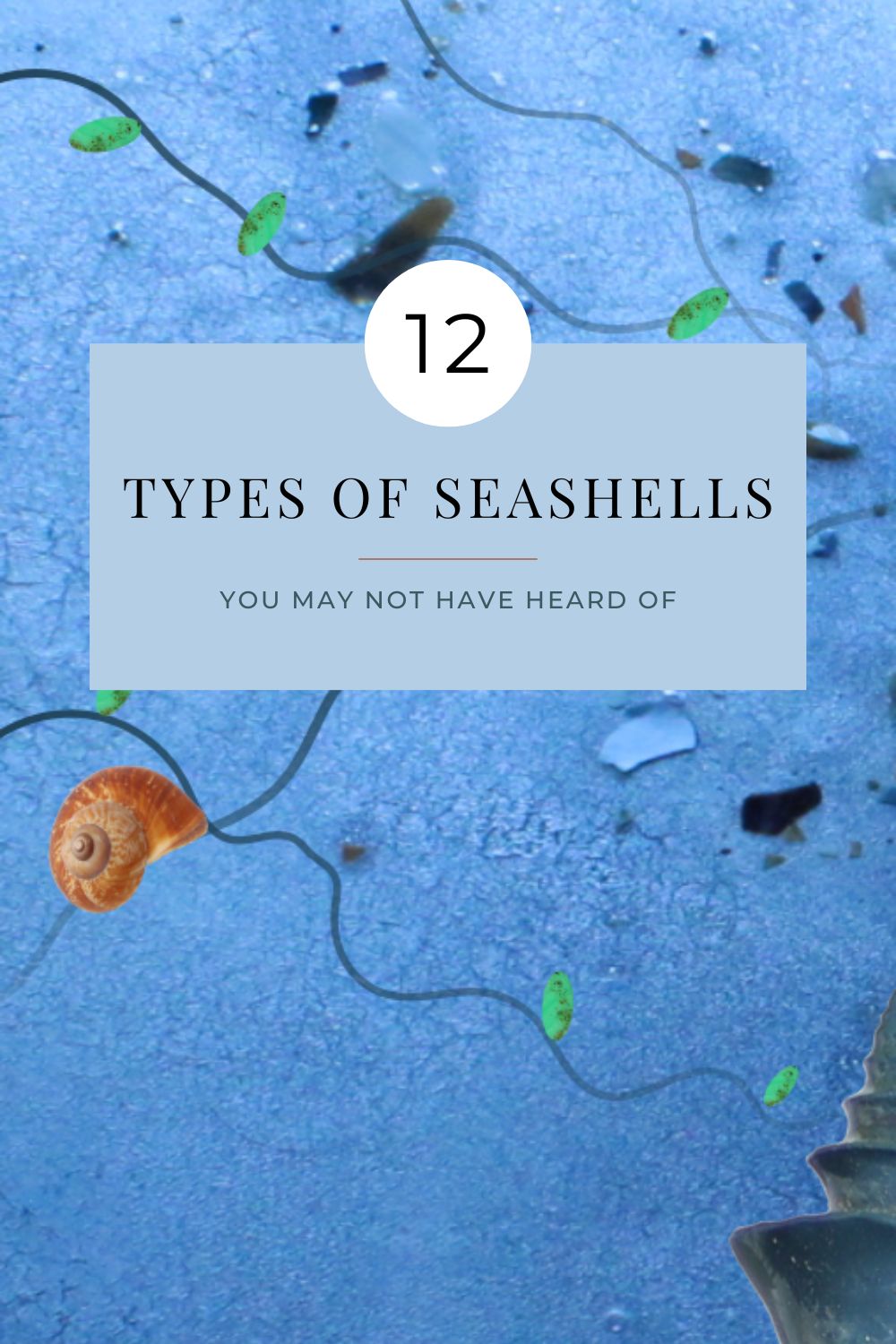 12 types of seashells I used to create coastal wall art & decor you may not have heard of, home decoration, coastal home, interior, apartment aesthetic, sea shells, seashell wall art, home decor ideas, wall decor, desk decor, living room decor ideas, blue aesthetic, blue beige brown living room, wabi sabi style, poems about self growth, my dream house, modern coastal living room, beach house, coastal style